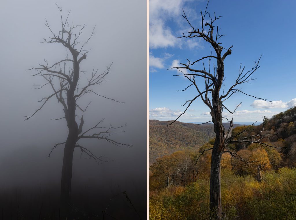 Composite image showing a side-by-side comparison of the same tree. The left half of the image was captured during dense fog and the right half was on a clear autumn day. 