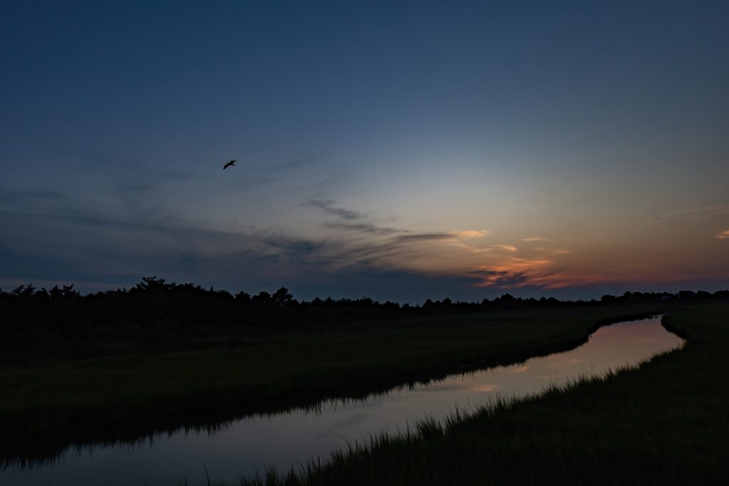 Silhouette of a seagull flying over a river at sunset. 