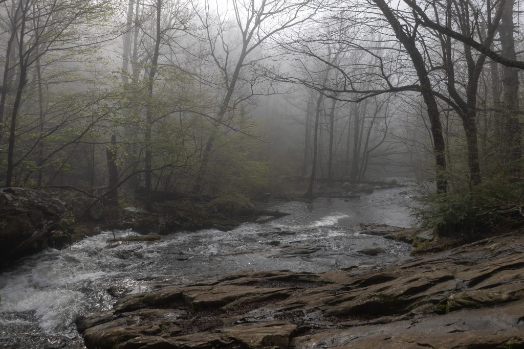 Foggy morning on a river in a forest. 
